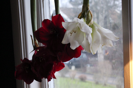 Röd amaryllis från lök i glasvas – driva upp amaryllislök, plantera i ogödslad jord med mossa, sparsam vattning och skötsel under blomning; julamaryllis och snittamaryllis (Magnum, White Garden, Terra Cotta Star).