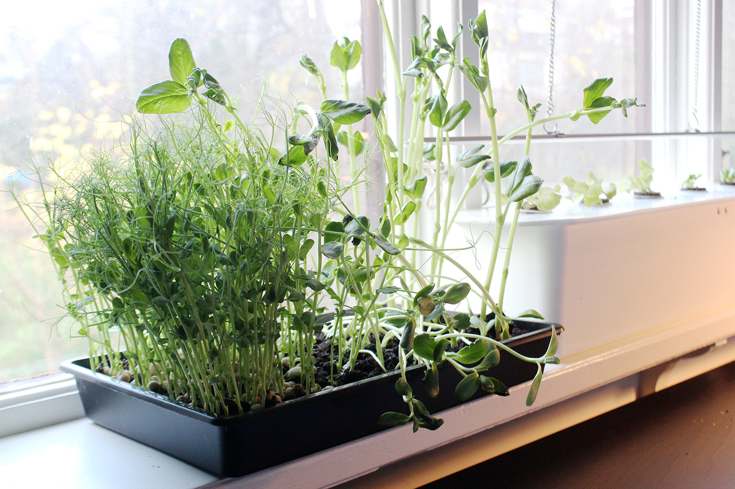 Ärtskott och bondbönsskott som mikroblad i odlingstråg – odla inomhus (microleaf) för snabb vinterodling med växtbelysning och upprepad skörd.