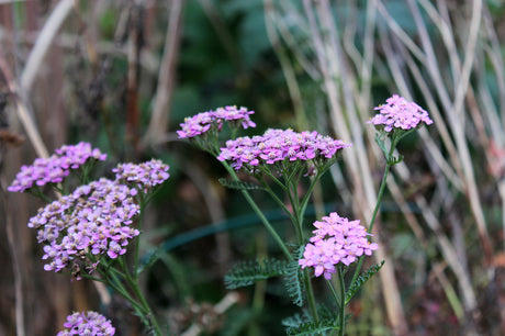 Röllika ’Cerise Queen’ som blommar i höstträdgården – robust perenn för täta perennrabatter; höstskötsel av perenner, klippa ner eller låta vissna och lökplantering inför vintern.