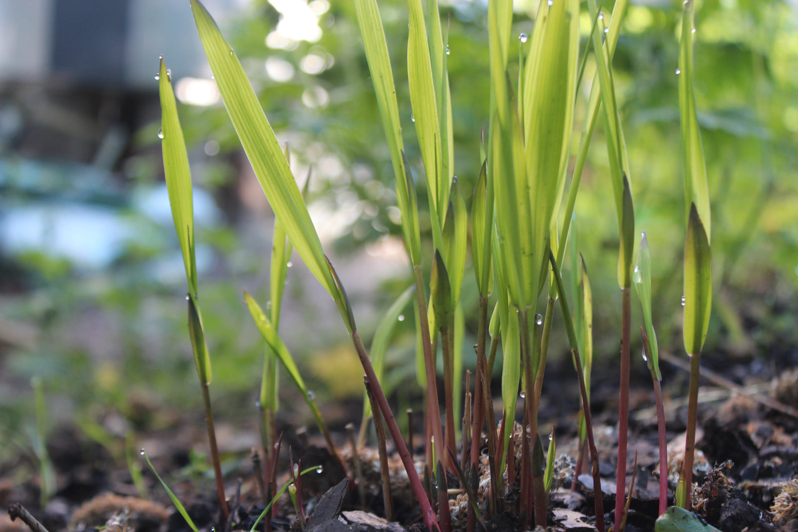 Prydnadsgräs i rabatt – Miscanthus, Calamagrostis och Carex – visar lyckad plantering och odling i sol/halvskugga med väldränerad, mullrik jord; vattning första året, beskärning på våren och gödsling med hönsgödsel, även lämplig för odling i kruka.