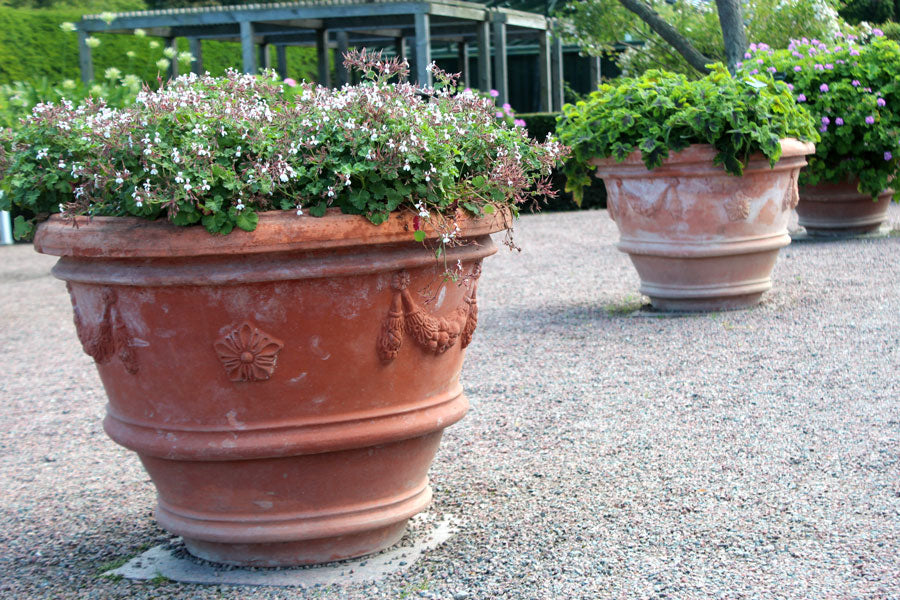 Röd pelargon i kruka – pelargoner året runt med ljusgroende sådd, sticklingar, omplantering i pelargonjord, övervintring, rätt vattning och toppning för buskig, blomrik tillväxt.
