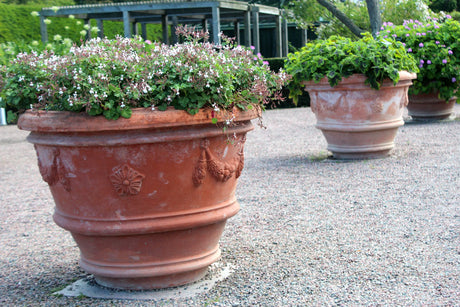 Röd pelargon i kruka – pelargoner året runt med ljusgroende sådd, sticklingar, omplantering i pelargonjord, övervintring, rätt vattning och toppning för buskig, blomrik tillväxt.