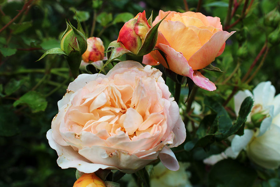 Louise Bugnet – robust kanadensisk ros (rugosahybrid), remonterande vita blommor med rosa knoppar, stark doft, nästan taggfri, mycket frisk och lättodlad, härdig till zon 7; trivs i halvskugga/skugga och passar nordiskt klimat, häck och rabatt.
