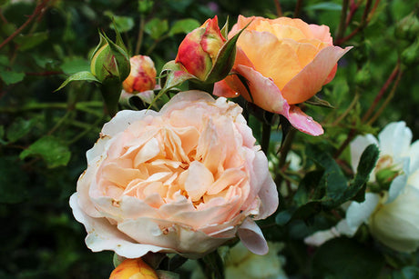 Louise Bugnet – robust kanadensisk ros (rugosahybrid), remonterande vita blommor med rosa knoppar, stark doft, nästan taggfri, mycket frisk och lättodlad, härdig till zon 7; trivs i halvskugga/skugga och passar nordiskt klimat, häck och rabatt.
