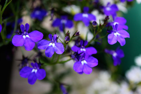 Stilren, modern krukplantering i vitt, grönt och mörkt lila med Snötörel (Euphorbia 'Diamond Frost'), mörk batata (Ipomoea batatas) och Froststarr 'Amazon Mist' – fina kontraster, lättskött för sol/halvskugga på uteplats eller balkong.