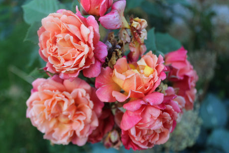 Att våga använda orange i trädgården – smutsorange nyanser, lila kontraster med lavendel och kantnepeta; sensommar- och höstblommande favoriter: Kordes Ros Alchymist, ringblomma, solbrud Morheim Beauty, guldkosmos Taka Tuka Orange