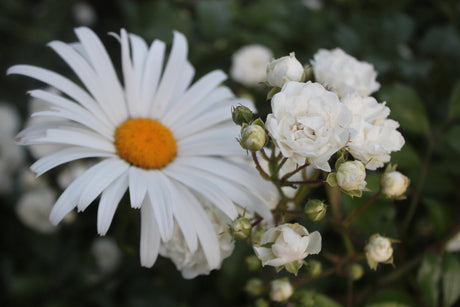 Förså perenner inomhus i såjord: akleja, hänglobelia och petunia i minidrivhus/roottrainer under växtbelysning – från frö till avhärdade plantor.