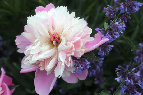 Pion i blom med riklig blomning – tålig, lättskött perenn för rabatt eller kruka; trivs i väldränerad, näringsrik jord i halvskugga och är utmärkt som snittblomma.