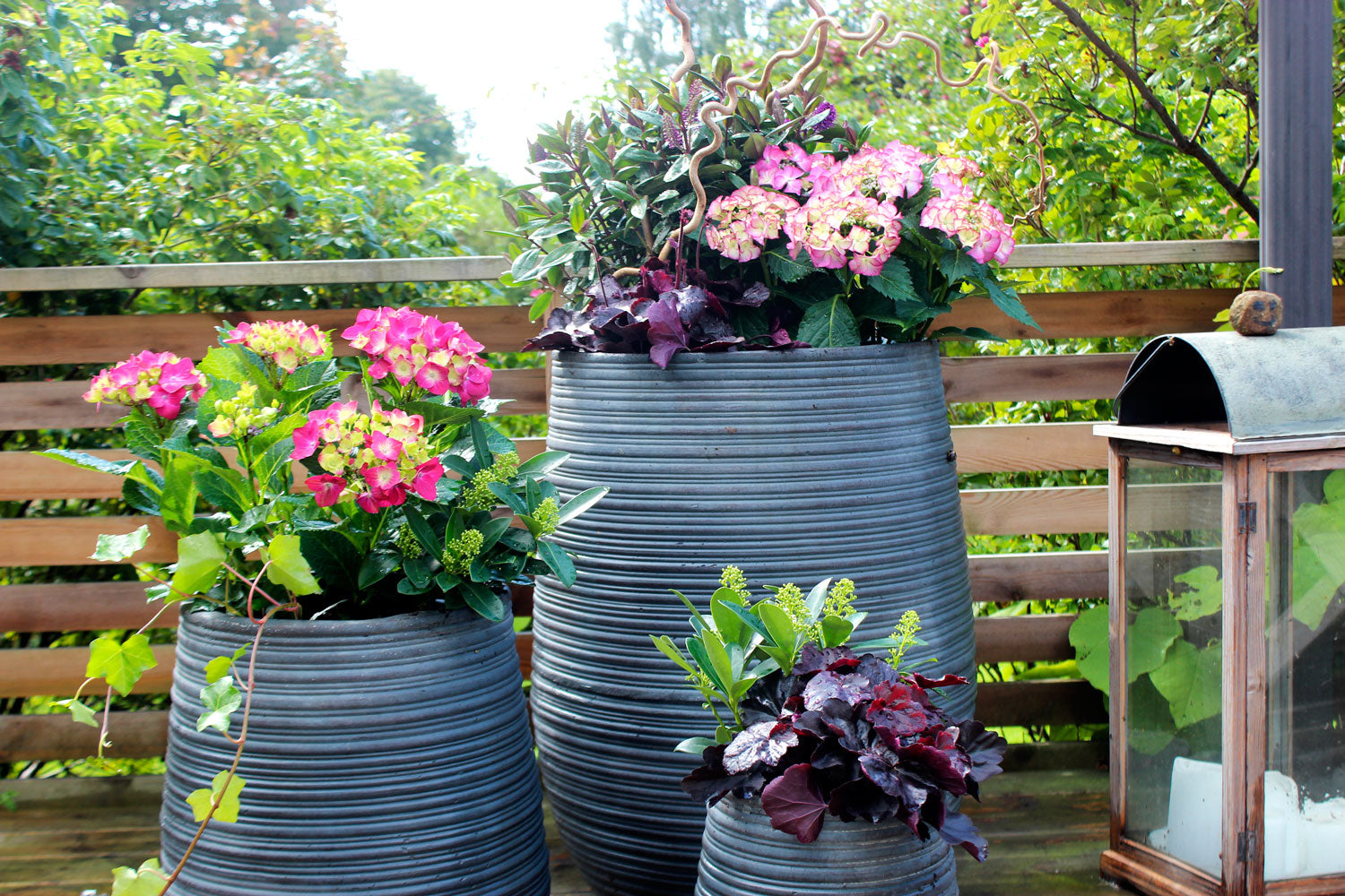 Sensommarblommor som fortfarande blommar: höstplantering i kruka med dahlior, vit hortensia, fetbladsväxter, limegrön alunrot och ormhassel – tips för pelargoner.