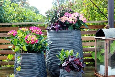 Sensommarblommor som fortfarande blommar: höstplantering i kruka med dahlior, vit hortensia, fetbladsväxter, limegrön alunrot och ormhassel – tips för pelargoner.