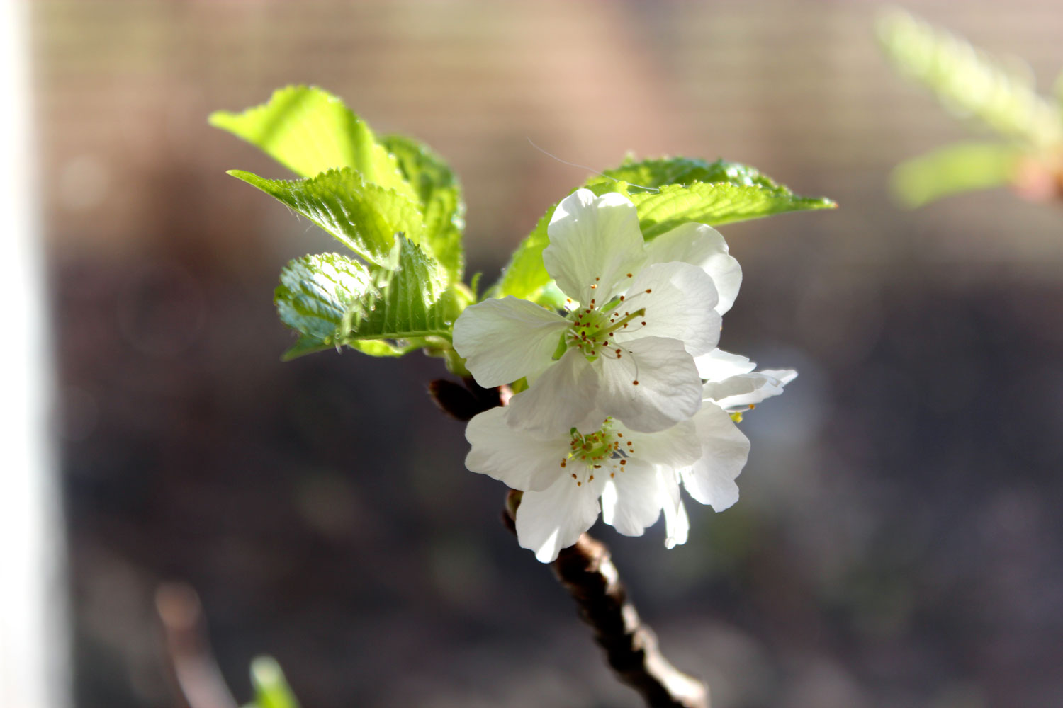 Röda blommande kvistar i vas, drivna inomhus för tidig blomning – kvistdrivning med rena snitt, ljummet vatten och sprayade knoppar; körsbär/forsythia/vide.