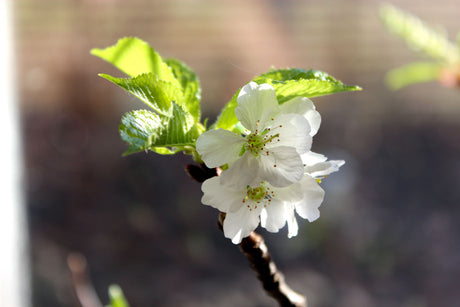Röda blommande kvistar i vas, drivna inomhus för tidig blomning – kvistdrivning med rena snitt, ljummet vatten och sprayade knoppar; körsbär/forsythia/vide.