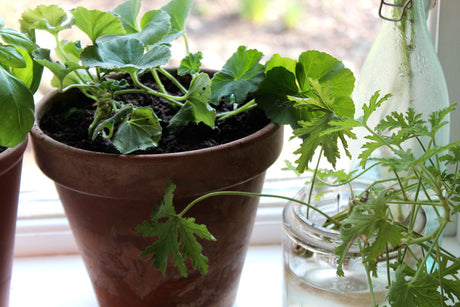 Sticklingar av pelargoner (Dr Westerlund och rosa sort) som rotas i vatten och förbereds för plantering i lerkruka med dränering och blomjord; vattning och pelargongödsel.