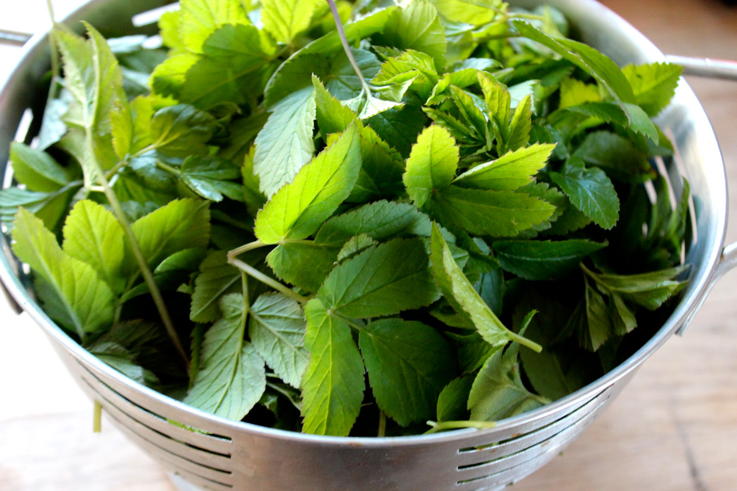 Kirskålspesto – klimatsmart recept på pesto av späda kirskålsblad med vitlök, parmesan och solrosfrön; hållbart ogräs i köket från egen trädgård.