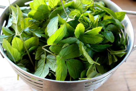 Kirskålspesto – klimatsmart recept på pesto av späda kirskålsblad med vitlök, parmesan och solrosfrön; hållbart ogräs i köket från egen trädgård.