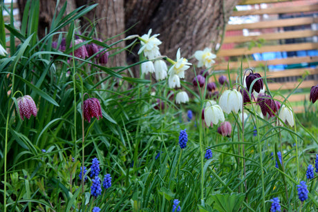 Snödroppar i blom i vårträdgården – rådjursäkra lökar för en rådjursäker vår; plantera i höst tillsammans med narcisser, allium och kungsängslilja.