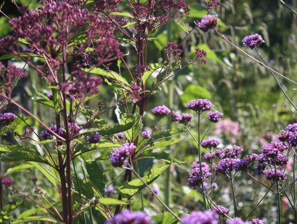 Jätteverbena (Verbena bonariensis) i solig svensk rabatt – hög, eterisk sommarblomma och fjärilsmagnet för pollinatörer; blommar från juli, trivs i väldränerad jord och är vind- och blåsttålig.
