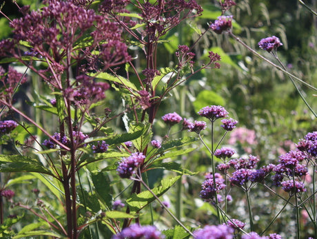 Jätteverbena (Verbena bonariensis) i solig svensk rabatt – hög, eterisk sommarblomma och fjärilsmagnet för pollinatörer; blommar från juli, trivs i väldränerad jord och är vind- och blåsttålig.