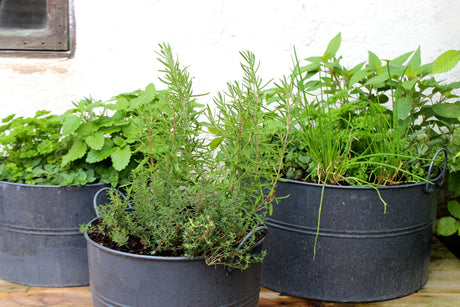 Örtagård i krukor – rosmarin, timjan, persilja, gräslök, oregano, citronmeliss och fransk dragon i väldränerad jord med god dränering, perfekt för balkong eller uteplats.