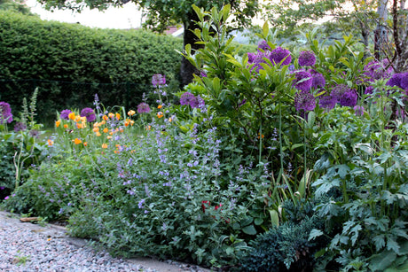 Juni i trädgården: svensk försommar med frodig grönska, allium och akleja, sibirisk vallmo och blodnäna 'Max Frei', penséer i blom; välskött gräsmatta med gödsling och vattning, tomater och gurkor på tillväxt