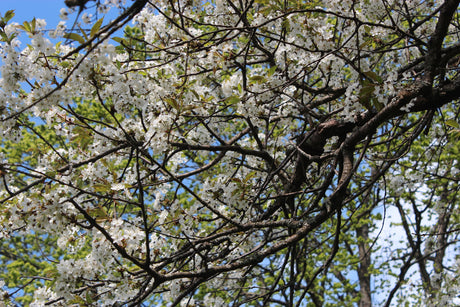 Sommarglädje trots vädret: frodig grönska och långvarig blomsterprakt i svensk trädgård med tulpaner, rhododendron, perenner och grön gräsmatta i regnig vår inför midsommar.