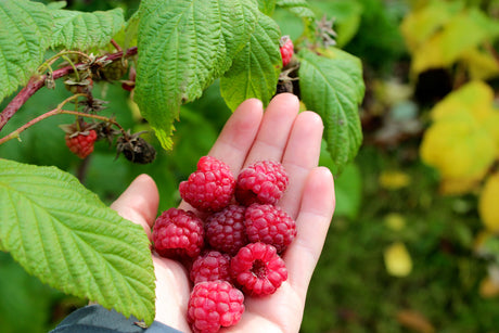 Röda hallon (Rubus idaeus) mogna på buske – odla hallon: sommarhallon och hösthallon med rätt plantering, skötsel, gödsel, vattning och beskärning för riklig hallonodling.