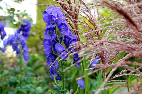 Sådd av perenner – steg för steg: krukor ute i vinterkyla med såjord/kaktusjord och tunt grus för stratifiering; höstflox, lavendel, rudbeckia, stjärnflocka.
