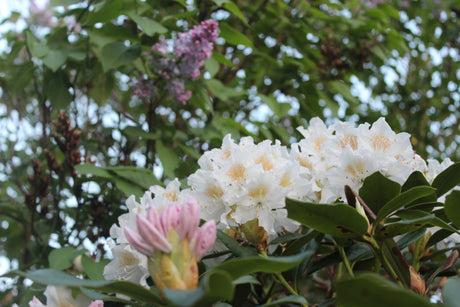 Blommande rhododendron och azalea i trädgård – plantering i sur jord (lågt pH), skötsel och beskärning; städsegrön och lövfällande sorter i halvskugga/sol, rhododendronjord, gödsel och vinterskydd.