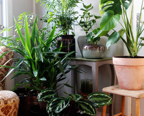 Trendig inredning med gröna växter: Monstera som statement, Yuccapalm och Bergpalm, färgstark Kalatea samt Peperomia Raindrop, Elefantöra, Narrfikus och Silverkalla – skötselråd för ljus, vattning och bättre inomhusklimat.