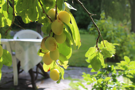 Midsommar i trädgården med ljusslingor, solcellslyktor, vilda buketter och dukning med örter – mynta, dill, gräslök – samt jordgubbstårta