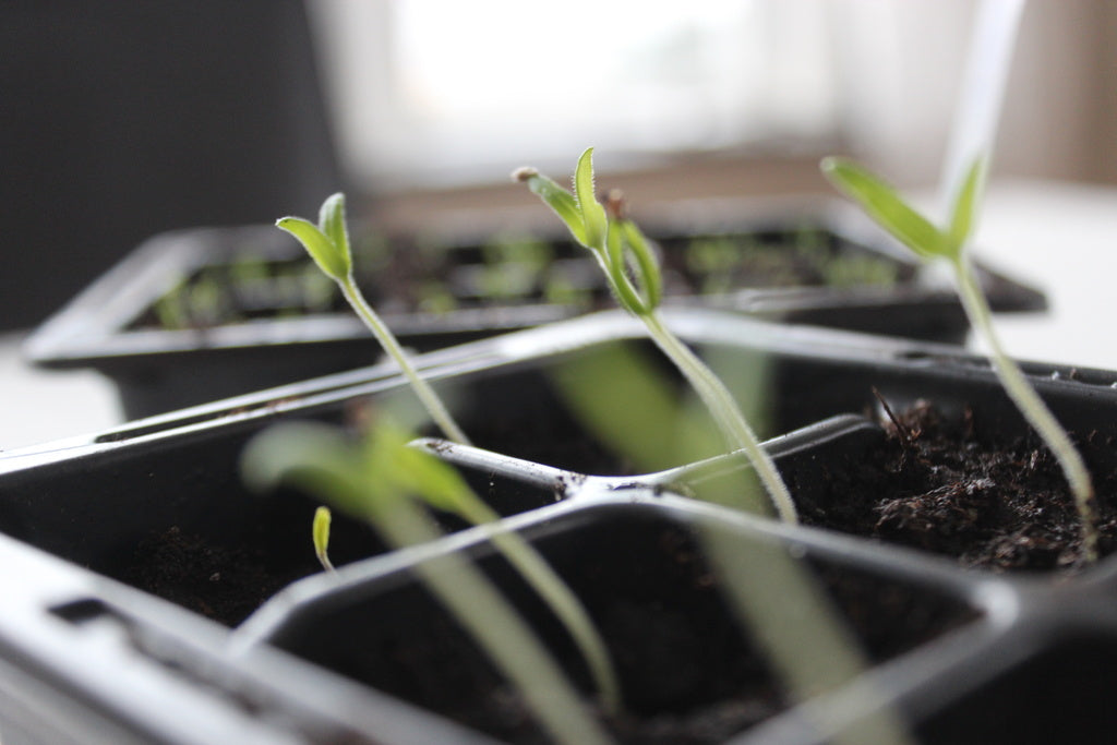 Trädgårdsliv med sådd i vintertid – groddar i små krukor, frölåda och plantering av perenner och tomatfrön trots minusgrader; säsongens början av Anna Theorin