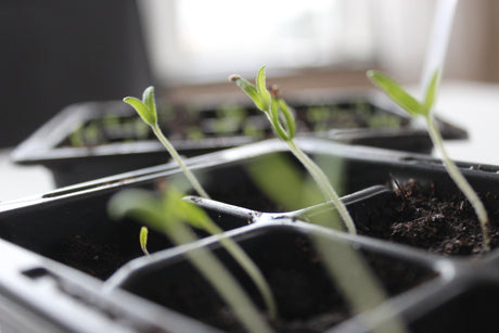 Trädgårdsliv med sådd i vintertid – groddar i små krukor, frölåda och plantering av perenner och tomatfrön trots minusgrader; säsongens början av Anna Theorin