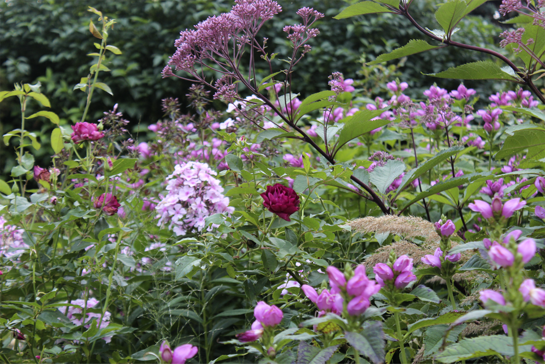 Höstplanterad rabatt med tulpaner, allium och krokus bland perenner i skuggiga och soliga lägen; lökar satta i varm, fuktig jord för stark rotutveckling och rik vårblomning, med benmjöl och rådjursskydd.
