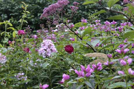 Höstplanterad rabatt med tulpaner, allium och krokus bland perenner i skuggiga och soliga lägen; lökar satta i varm, fuktig jord för stark rotutveckling och rik vårblomning, med benmjöl och rådjursskydd.