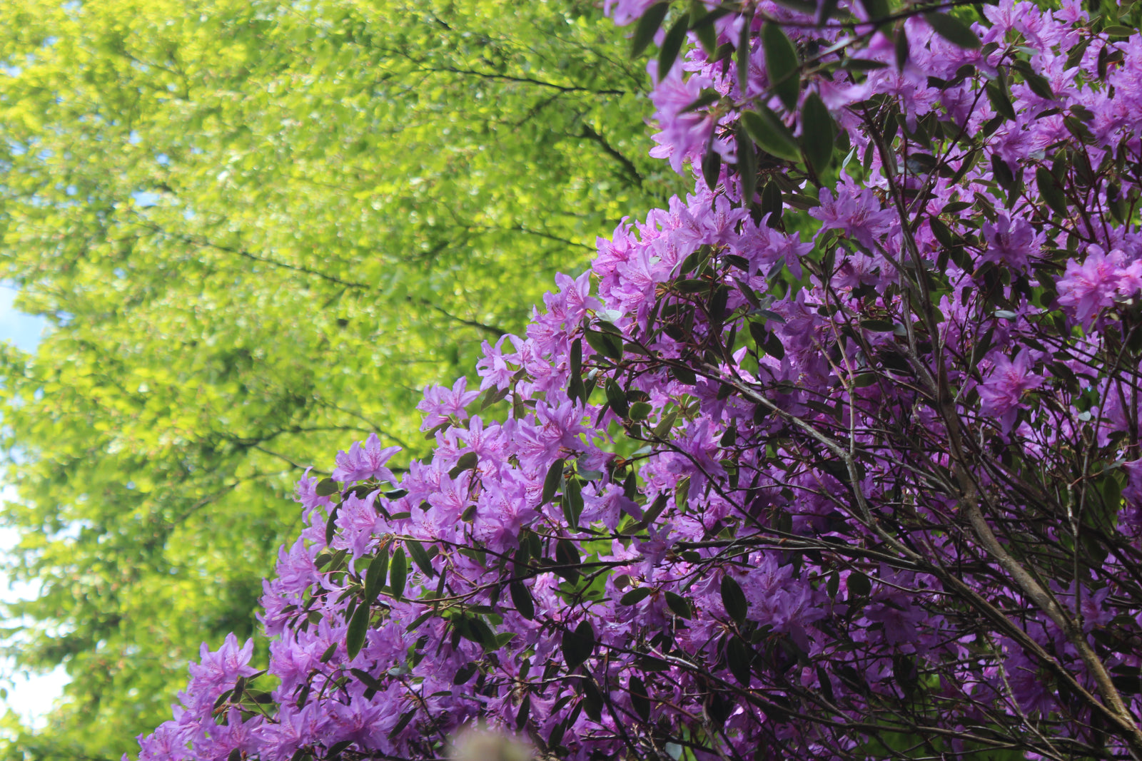 Rhododendron och Azalea i trädgård – skillnader i blad och blommor; städsegröna vs lövfällande, doftande azalea; plantering i sur jord (lågt pH), halvskugga, skötsel och gödsel