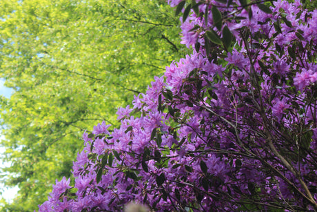 Rhododendron och Azalea i trädgård – skillnader i blad och blommor; städsegröna vs lövfällande, doftande azalea; plantering i sur jord (lågt pH), halvskugga, skötsel och gödsel