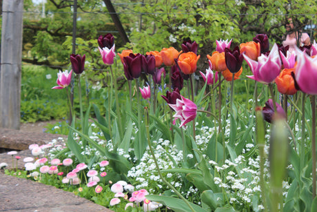 Plantera vårblommande lökar: krokus, pärlhyacinter, narcisser, allium och vårstjärna – gruppplantering med god dränering, benmjöl och höstplantering i rabatt eller lasagneplantering på balkong/terrass för lång blomning.