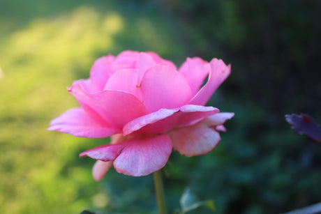 Remonterande ros som blommar hela säsongen i mullrik jord och sol – tips om gödsling, vattning, deadheading och beskärning av buskrosor, rabattrosor och klätterrosor.