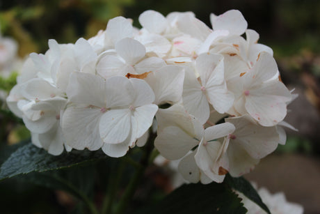 Forever&Ever® trädgårdshortensia (Hydrangea macrophylla) – robust, lättskött och vinterhärdig ned till -25°C; blommar på nya och gamla skott i svenskt klimat, för rabatt och kruka i rött, rosa, blått eller vitt.