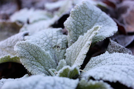 Trädgårdsarbete i november: mata småfåglarna med talgbollar och solrosfrön, plantera tulpanlökar sent, låt perenner vissna, förbättra lerjord och gör egna vinterkransar.