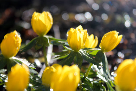 Vårlökar i trädgård – blomsterlökar som tulpaner, krokus, allium, kungsängslilja och narcisser i en lökäng; inspirerande lökplantering i gräsmatta och kruka som gynnar pollinatörer