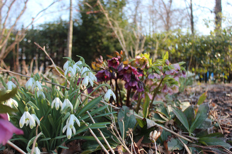 Julrosor (Helleborus) i tidig vårblomning i halvskuggig woodland-rabatt – Helleborus niger och hybridus; lättskött perenn med god dränering och lång blomningssäsong.