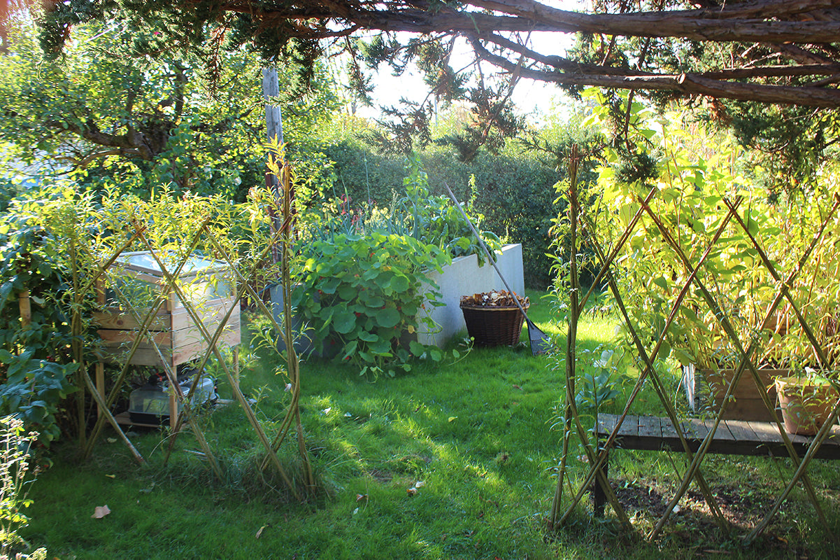 Höst i trädgården i oktober med löv och lövkorg – täck rabatter och pallkragar, plantera pioner och rosor, sätt vitlök och driva amaryllis, höstfint med perenner som alunrot.