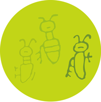 Utställningen Sjungande Insekter: syrsor och gräshoppor som skapar insektsmusik genom gnissling, skrap, pip och skallrande – insekternas ljudproduktion och kommunikation på Naturhistoriska riksmuseet.