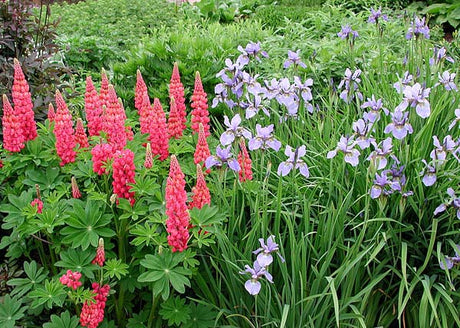 Iris sibirica 'My Love' och lupin i blom, gräsliknande perenner med smala blad som skapar struktur och lätthet i en harmonisk trädgårdsplantering.