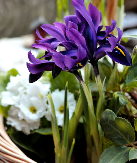 Iris reticulata ‘George’ with Primula primroses—fresh spring bulbs for an indoor garden—enhancing winter light at home with spring colors, glass decor accents, and complementary tulips or hyacinths.