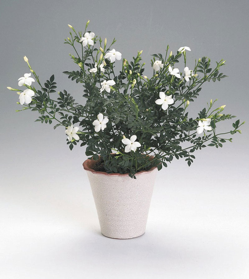 Parfymjasmin, Jasminum officinale, med stjärnformade vita blommor och knoppar; väldoftande, lättskött krukväxt som trivs ljust inomhus och på solig balkong.
