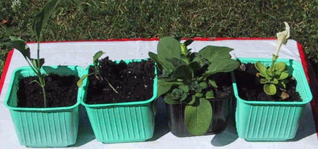 Skadad petunia med slokande blommor bredvid frisk grön planta (petunia/aubergine) – tillväxtstopp orsakat av dålig, lagrad planteringsjord baserad på torv och kogödsel; färsk jord ger bättre resultat.