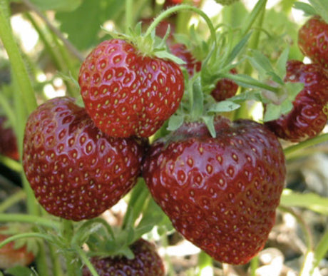 Mogna röda jordgubbar – näringsrika och goda, rika på antioxidanter: vitamin C, folat, ellagsyra och polyfenoler/antocyaniner som stärker immunförsvaret och minskar oxidativ stress (LDL).