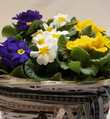 Sprakande jordviva (Primula vulgaris) i korg – tätt planterade i mixade färger som skapar mönster, dekorerade med mönstrade sidenband; trendig vårinredning med prickigt, randigt och rutigt.